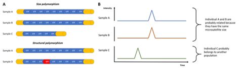 Microsatellite analysis - Biomnigene