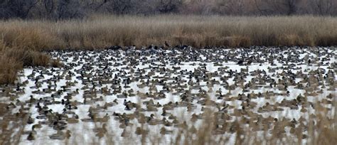 Hagerman Wildlife Management Area: A gem of a location for wildlife ...