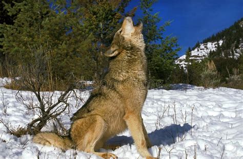 NORTH AMERICAN GREY WOLF Canis Lupus Occidentalis, ADULT HOWLING on ...