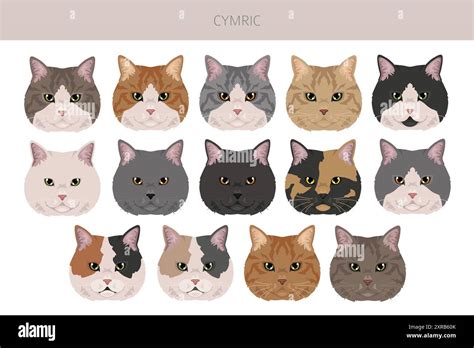 Cymric Cat clipart. All coat colors set. All cat breeds characteristics infographic. Vector ...