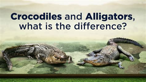 Crocodile vs. Alligator: What’s the Difference? - RESTORASI EKOSISTEM RIAU (RER) - Ecological ...