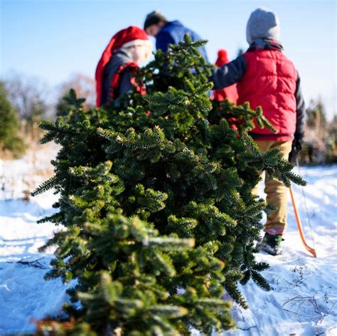 Christmas Tree Farms Near Me - 30 Best Christmas Tree Farms in America