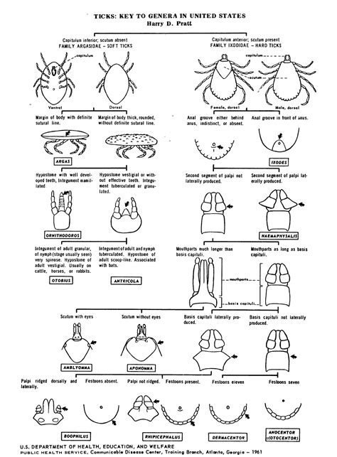 Module 10.2: General anatomy of ticks – Clinical Veterinary Diagnostic ...