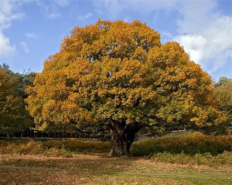 Autumn-oak-tree, tree, forces, nature, oak, sky, HD wallpaper | Peakpx