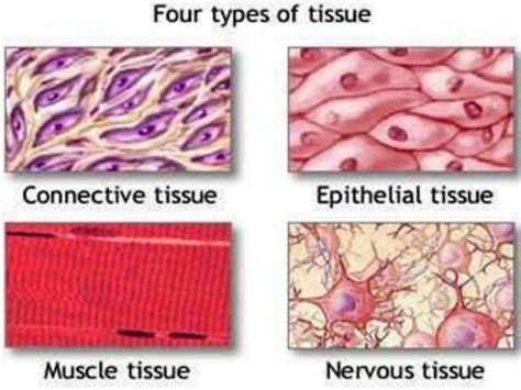 PPT - Tissues of the Body PowerPoint Presentation, free download - ID:4008079