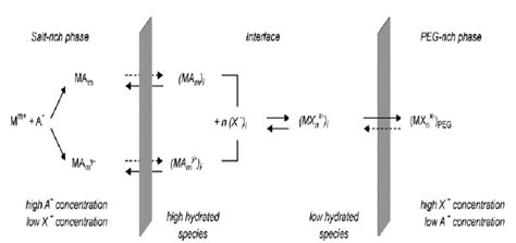 Schematic Representation of Equilibriums Involved in Metal Ions... | Download Scientific Diagram