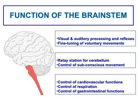 Brain Stem Function | MedicineBTG.com