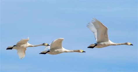 Do Swans Migrate? (All You Need To Know) | Birdfact