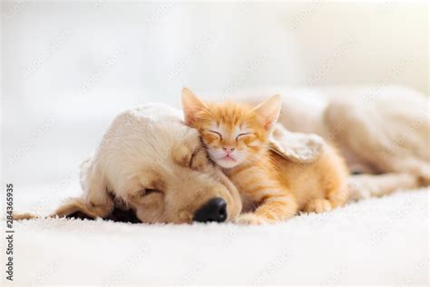 Cat and dog sleeping. Puppy and kitten sleep. Stock Photo | Adobe Stock