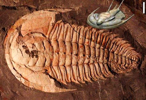 Giant Trilobite Fossil Found on Australia