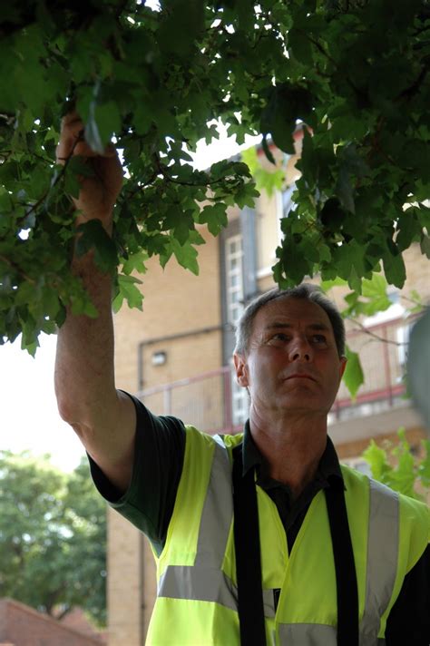 Giant Hogweed Removal - Complete Tree Care