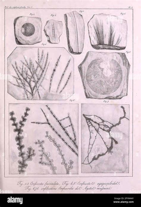 Historia de las plantas fósiles, o, investigación botánica y geológica ...