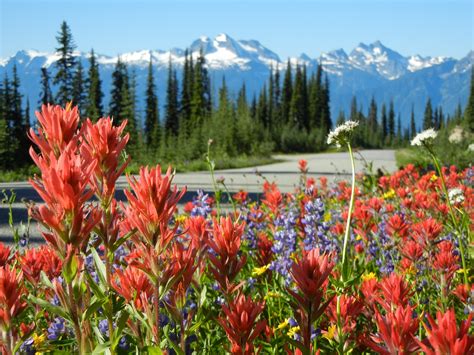 Visit Mount Revelstoke National Park in August for its Stunning Vistas ...