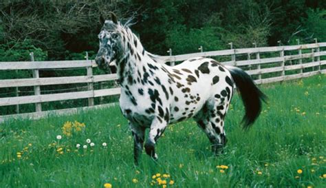 Appaloosa Horse Breed: What You Need To Know – YARDHYPE