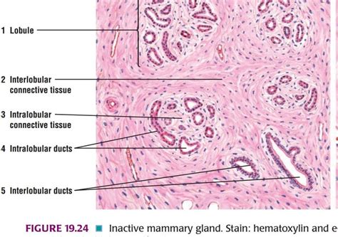 Mammary Gland Histology