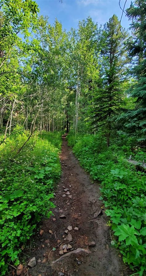 Burro Loop Trail - Colorado | AllTrails