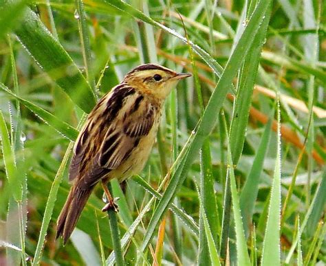 Focus on: Aquatic Warbler - BirdGuides