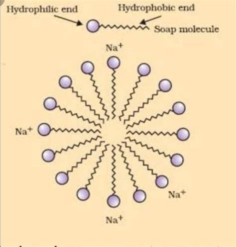 what are micelles ? Draw its structure and explain the cleansing action of soap - Brainly.in