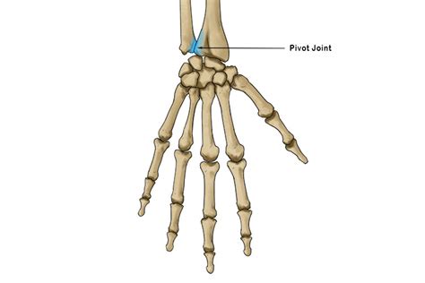 Pivot Joint - Mammoth Memory definition - remember meaning