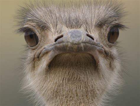 11 grumpy animals who’ll raise your spirits - Life Death Prizes