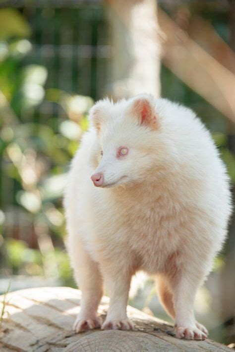 Albino Raccoon Dog - Tanuki | Albino animals, Rare albino animals, Weird animals