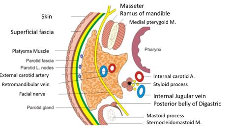 Parotid Gland - Anatomy QA