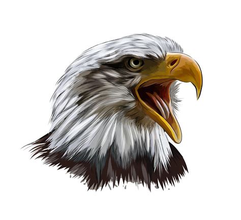 Eagle Head Vector Art | All in one Photos