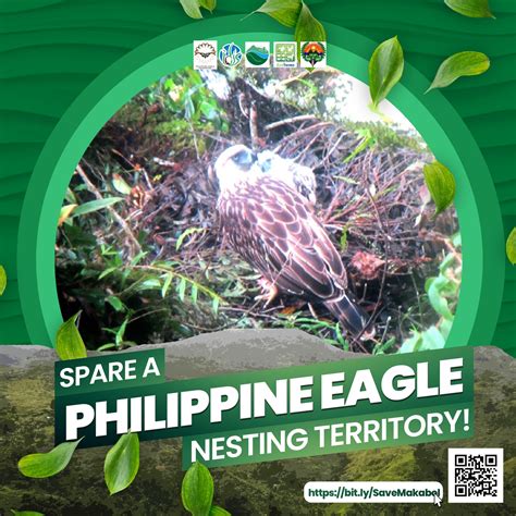 The MMACA is an ANCIENT nesting site of a Philippine Eagle pair. The ...