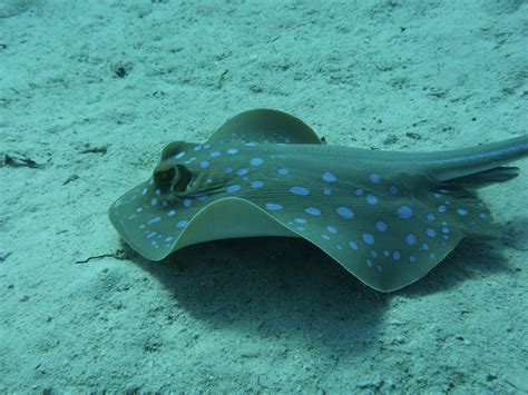 Free Images : skate, underwater, stingray, coral reef, egypt ...