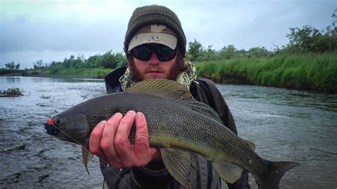 Fly Fishing for Grayling in Alaska - YouTube