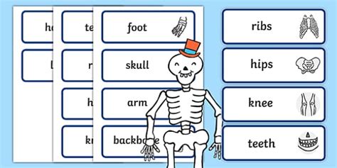 Funny Bones Cards - Body Parts and The Human Skeleton