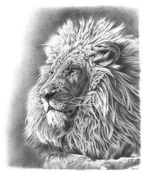 Lion Drawing, graphite pencil realistic drawing by Heidi Vormer© | Animal sketches, Pencil ...