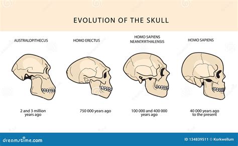 Evolução Humana Do Crânio E Do Texto Com Datar Ilustração do Vetor - Ilustração de macho, osso ...