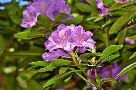 How To Deadhead Rhododendrons? — Plants & House