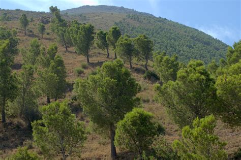 Aleppo Pine | Small Tree Seedling – SequoiaTrees.com