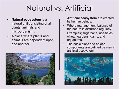 PPT - Artificial & Natural Ecosystems PowerPoint Presentation, free ...