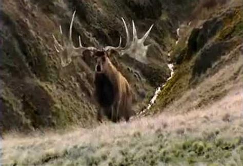 Irish elk – Wild Deer Association of Ireland