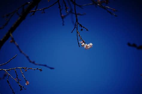 Jūgatsuzakura "十月桜" | Carl Zeiss Jena Biotar 58mm/F2.0 (M42 … | Flickr