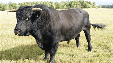 Bezpłatne Ogłoszenia Rolnicze Zwierzęta hodowlane - Byk Byczek roczny Welsh Black gotowy do ...