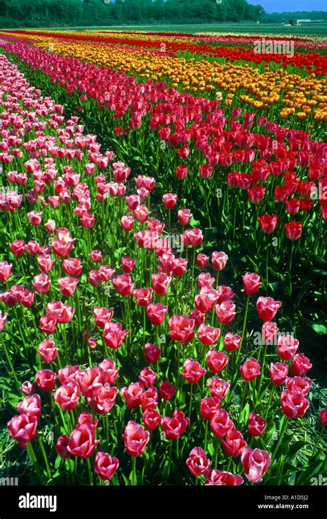 TULIP FIELDS IN HAARLEM NETHERLANDS Stock Photo - Alamy