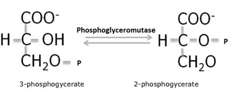 Enzyme Names - Naming & Classification, EC Numbers, Six Classes Of Enzymes