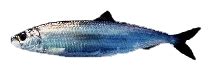 Chosa herring - Wikipedia