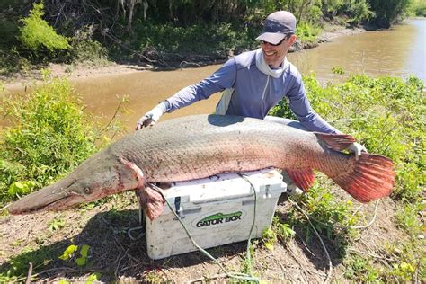 Pending world record alligator gar reeled in by angler in Texas