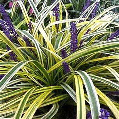 Liriope Lilyturf Grass 'Variegated' – Prairie Blossom Nursery