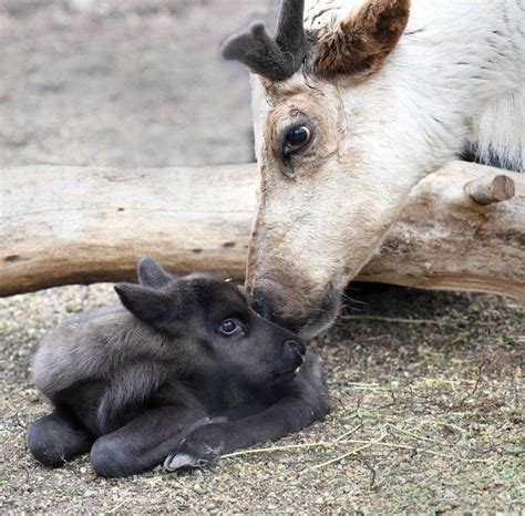 Cute Animals In The Snow Images | Baby animals funny, Brookfield zoo