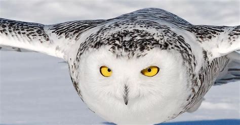 Amazing photos of ice cold killer snowy owl as she swoops on her prey - Mirror Online