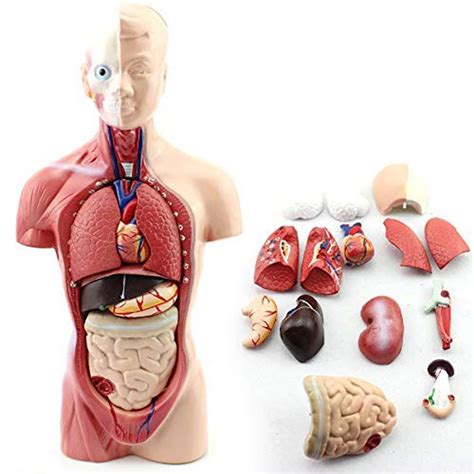 26cm Mini Human Torso Model 15 Parts For Medical Teaching And Training On Human Anatomy - Buy ...