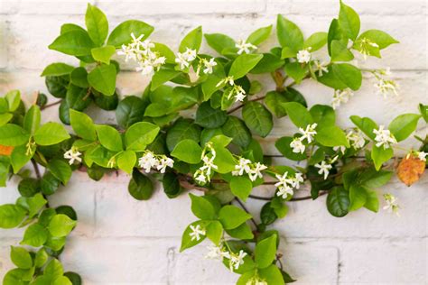 Star Jasmine: Plant Care & Growing Guide