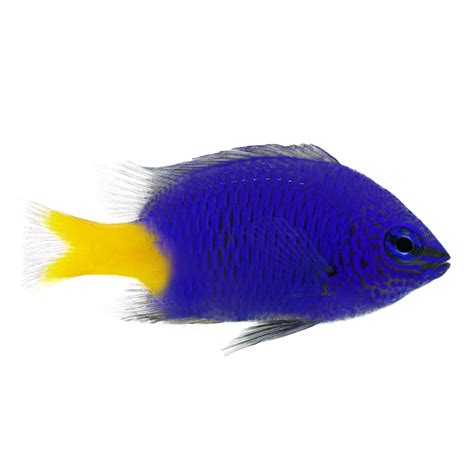 Yellowtail Damsel For Sale - 24 Pack from Petco