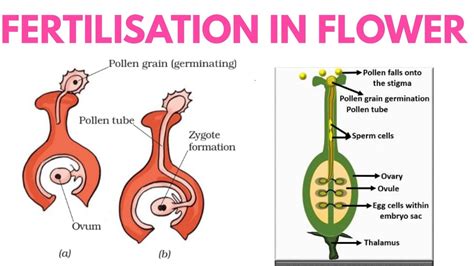 Fertilisation in flowering plants class 7 || Fertilisation in flower in ...